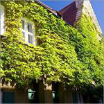 屋上緑化-建物の保護