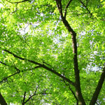 屋上緑化-省エネ、エコロジー、ロハスな暮らし