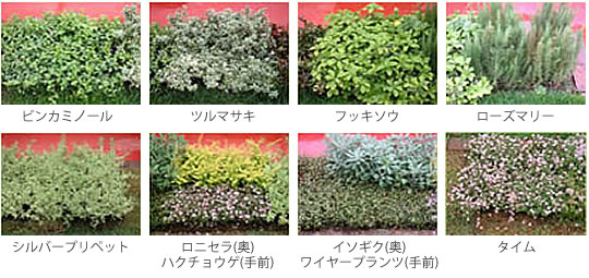 マット植物