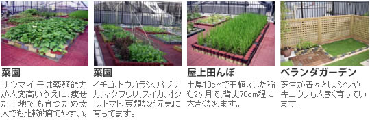 屋上菜園-野菜作り